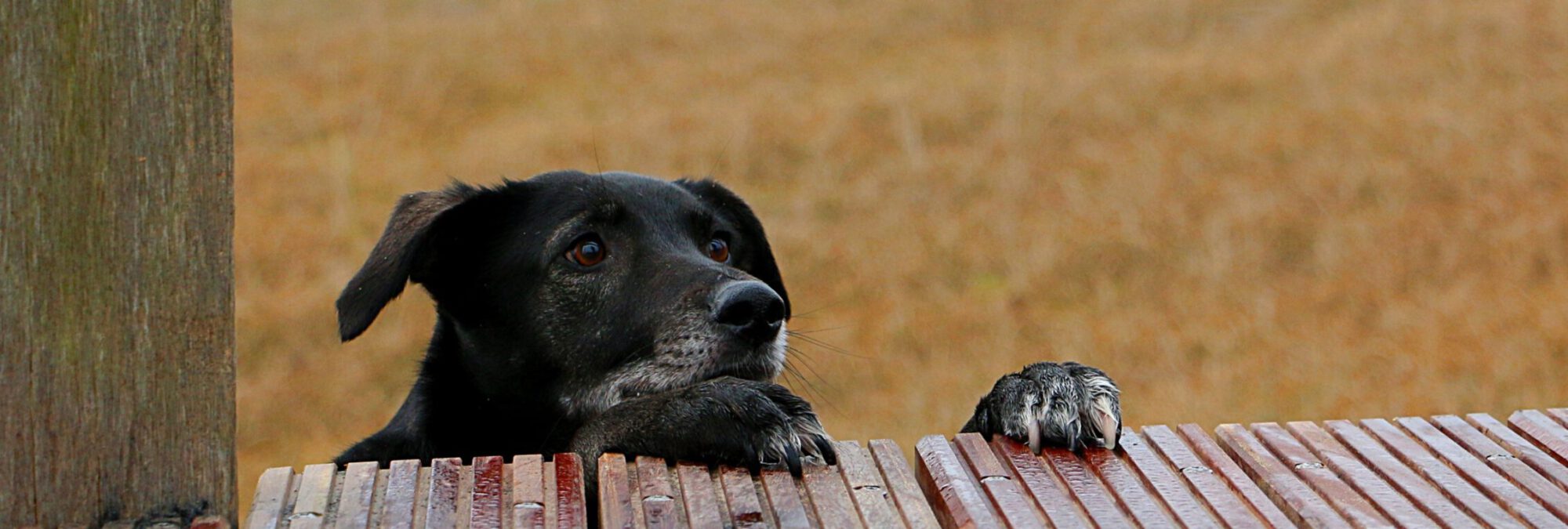 Chiropraktik Hund Beweglichkeit Blockaden